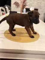 Mr. Blonde, a male Belgian Malinois for sale in Fallbrook, CA – Photo 2 of 2