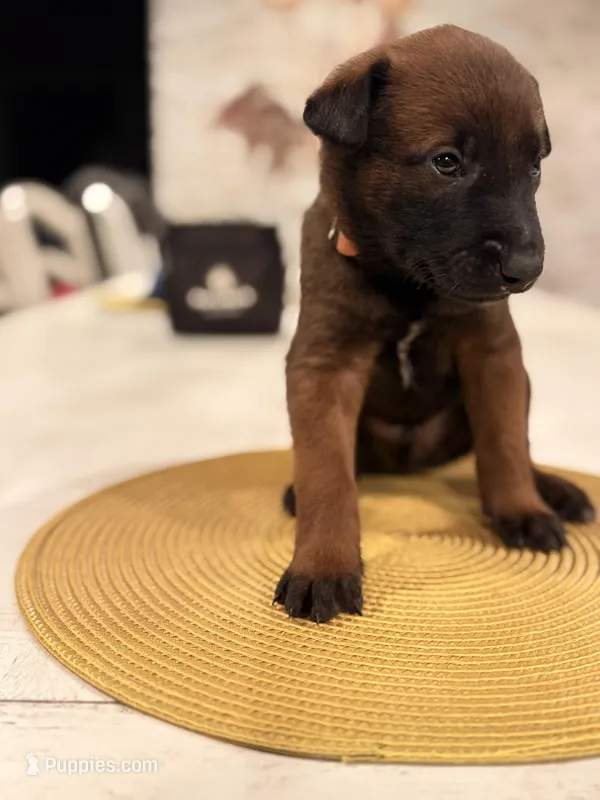Mr. Blonde – Belgian Malinois puppy for sale in Fallbrook, CA