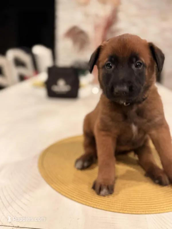 Lt. Aldo – Belgian Malinois puppy for sale in Fallbrook, CA