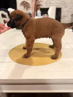 Lt. Aldo, a male Belgian Malinois for sale in Fallbrook, CA – Photo 2 of 2