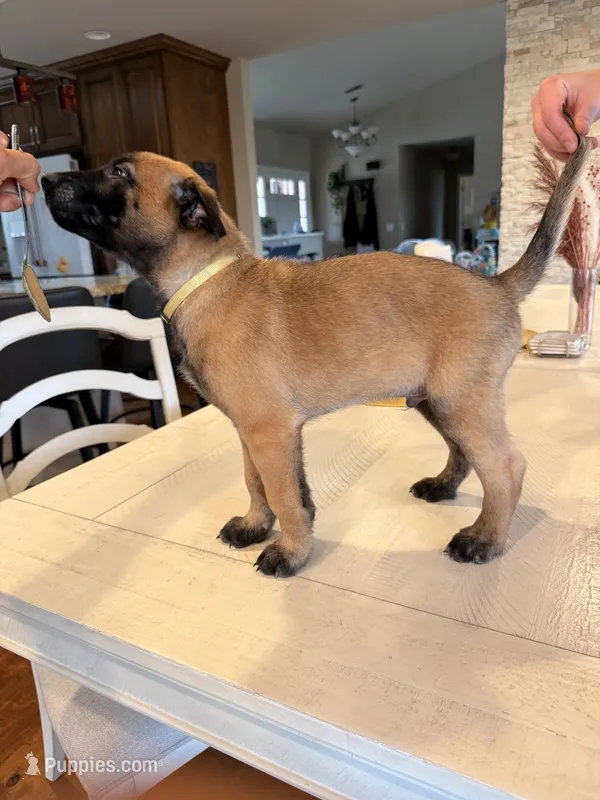 Vincent Vega – Belgian Malinois puppy for sale in Fallbrook, CA