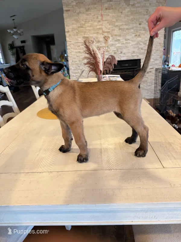 The Bride – Belgian Malinois puppy for sale in Fallbrook, CA