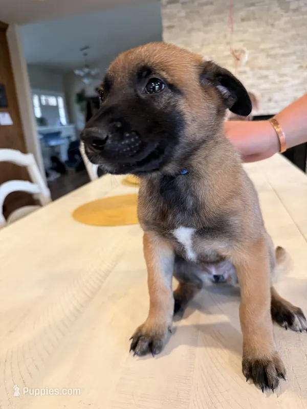 Jules – Belgian Malinois puppy for sale in Fallbrook, CA