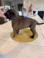 Mr. Purple, a male Belgian Malinois for sale in Fallbrook, CA – Photo 2 of 2