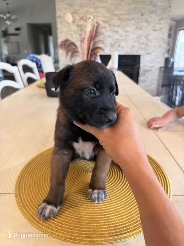 Mr. Purple – Belgian Malinois puppy for sale in Fallbrook, CA