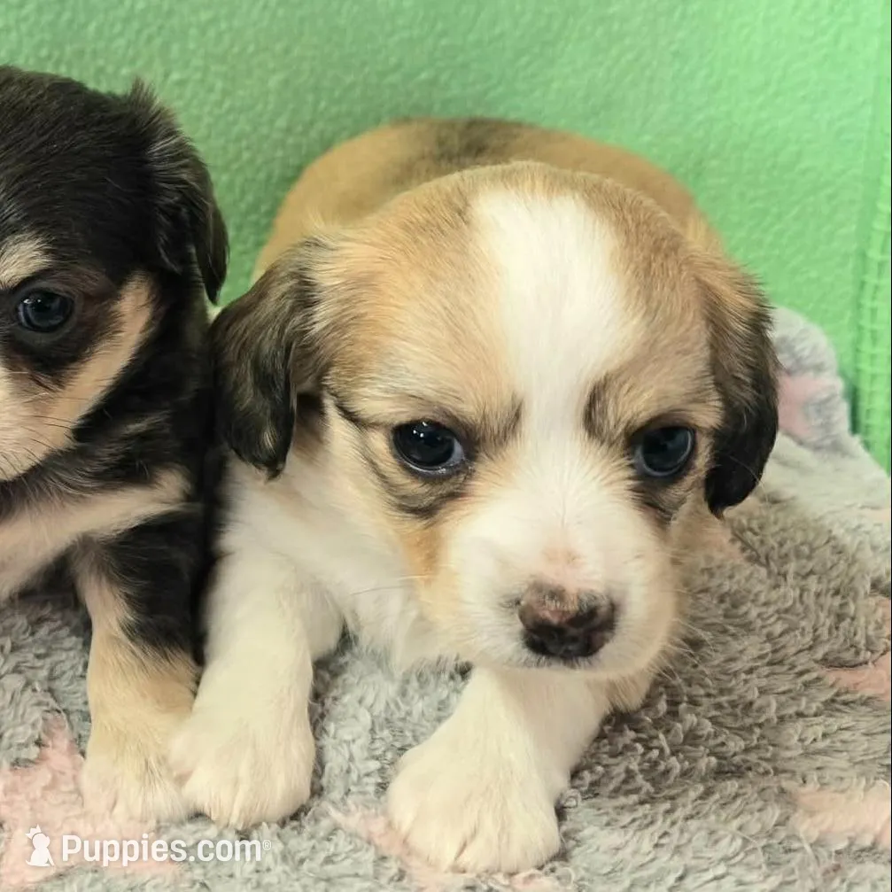 chiweenie LH fawn & white, a female Chihuahua and Miniature Dachshund for sale in Carthage, MO – Photo 6 of 8