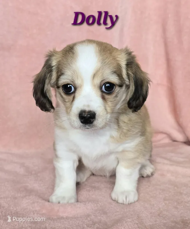 chiweenie LH "Dolly"