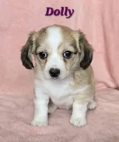 chiweenie LH "Dolly", a female Chihuahua and Miniature Dachshund for sale in Carthage, MO – Photo 1 of 10