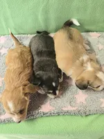 chiweenie LH fawn & white, a female Chihuahua and Miniature Dachshund for sale in Carthage, MO – Photo 8 of 8