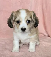 chiweenie LH "Dolly", a female Chihuahua and Miniature Dachshund for sale in Carthage, MO – Photo 3 of 10