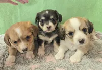 chiweenie LH fawn & white, a female Chihuahua and Miniature Dachshund for sale in Carthage, MO – Photo 5 of 8