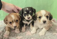 chiweenie LH fawn & white, a female Chihuahua and Miniature Dachshund for sale in Carthage, MO – Photo 4 of 8