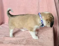 chiweenie LH "Dolly", a female Chihuahua and Miniature Dachshund for sale in Carthage, MO – Photo 5 of 10