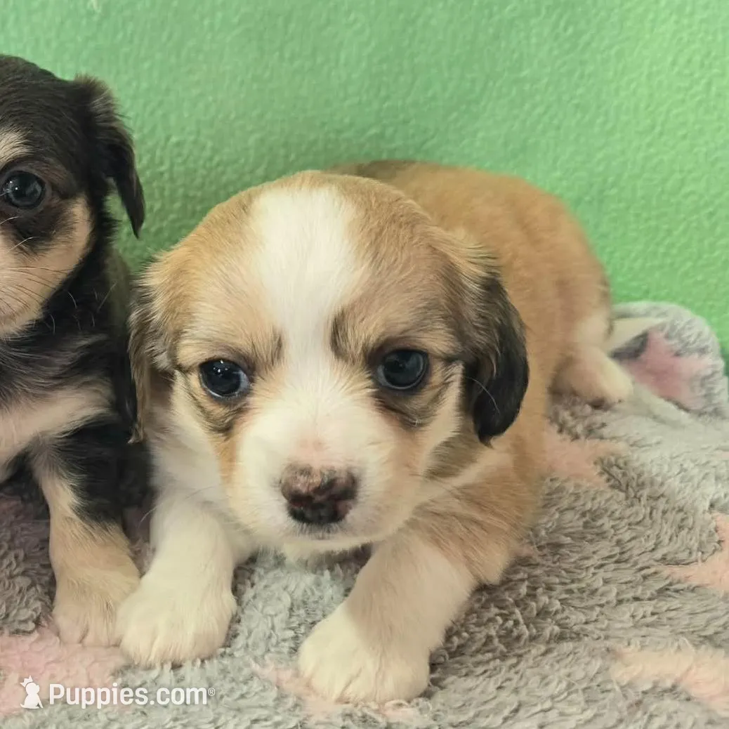 chiweenie LH fawn & white, a female Chihuahua and Miniature Dachshund for sale in Carthage, MO – Photo 3 of 8