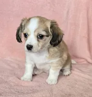 chiweenie LH "Dolly", a female Chihuahua and Miniature Dachshund for sale in Carthage, MO – Photo 4 of 10