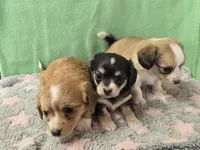 chiweenie LH fawn & white, a female Chihuahua and Miniature Dachshund for sale in Carthage, MO – Photo 2 of 8