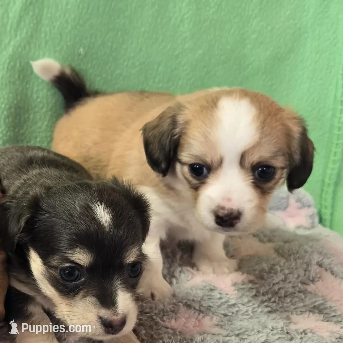 chiweenie LH fawn & white