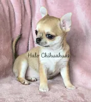 AKC Bambi, a female Chihuahua for sale in Carthage, MO – 3 of 7