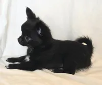 AKC LC REDUCED, a female Chihuahua for sale in Carthage, MO – 5 of 10