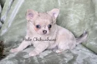 AKC Merle LC Micah, a male Chihuahua for sale in Carthage, MO – 3 of 7
