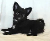 AKC LC REDUCED, a female Chihuahua for sale in Carthage, MO – 4 of 10