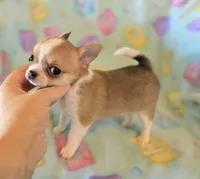 AKC Bowie, pet only, a male Chihuahua for sale in Carthage, MO – 5 of 8