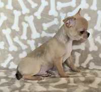 AKC Sawyer REDUCED, a male Chihuahua for sale in Carthage, MO – 4 of 9