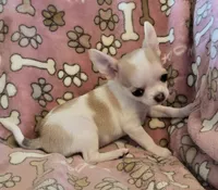 Tiny Sugar AKC pet only, a female Chihuahua for sale in Carthage, MO – 8 of 9