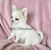 AKC LC Jewel, a female Chihuahua for sale in Carthage, MO – 8 of 10