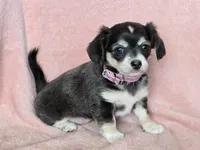 Chiweenie LH blue tri "Willow", a female Chihuahua and Miniature Dachshund for sale in Carthage, MO – Photo 3 of 10