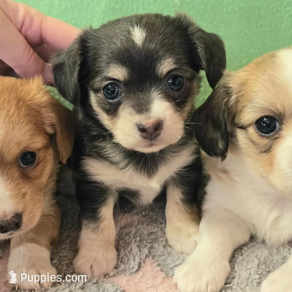 Chiweenie LH blue tri, a female Chihuahua and Miniature Dachshund for sale in Carthage, MO – Photo 3 of 7