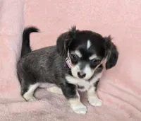 Chiweenie LH blue tri "Willow", a female Chihuahua and Miniature Dachshund for sale in Carthage, MO – Photo 2 of 10