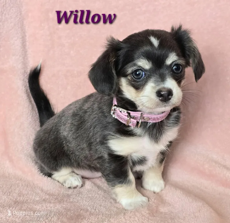 Chiweenie LH blue tri "Willow"