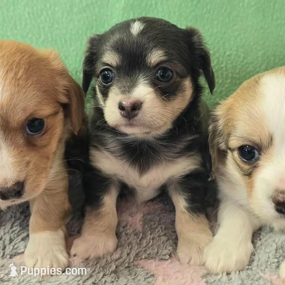 Chiweenie LH blue tri, a female Chihuahua and Miniature Dachshund for sale in Carthage, MO – Photo 2 of 7