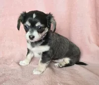 Chiweenie LH blue tri "Willow", a female Chihuahua and Miniature Dachshund for sale in Carthage, MO – Photo 4 of 10