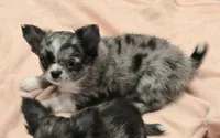 AKC Shayla, a female Chihuahua for sale in Carthage, MO – 6 of 6