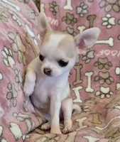 Tiny Sugar AKC pet only, a female Chihuahua for sale in Carthage, MO – 4 of 9