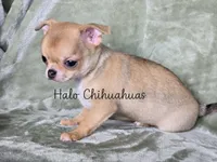 AKC Sawyer, a male Chihuahua for sale in Carthage, MO – 5 of 7