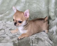 AKC Spud, a male Chihuahua for sale in Carthage, MO – 2 of 5
