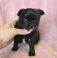 AKC LC Nyx, a female Chihuahua for sale in Carthage, MO – 6 of 6