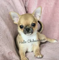AKC Scarlet, a female Chihuahua for sale in Carthage, MO – 1 of 6
