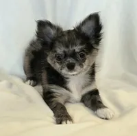 Winnie Merle AKC, a female Chihuahua for sale in Carthage, MO – 2 of 10