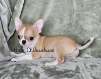 AKC Cupid, a male Chihuahua for sale in Carthage, MO – 3 of 5