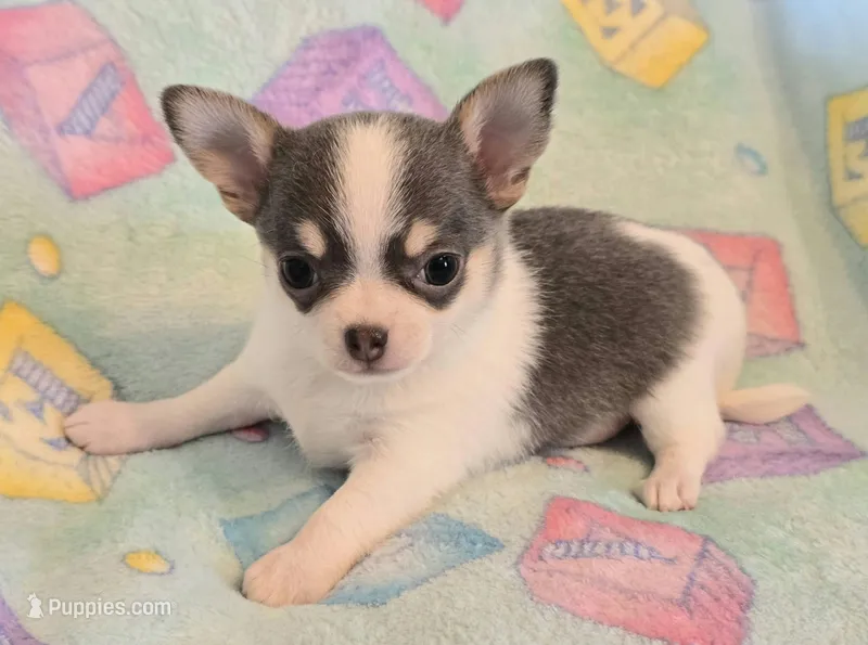 AKC Mercury, blue spotted pet only – Chihuahua puppy for sale in Carthage, MO