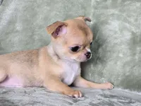 AKC Sawyer, a male Chihuahua for sale in Carthage, MO – 2 of 7