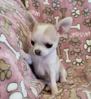 Tiny Sugar AKC pet only, a female Chihuahua for sale in Carthage, MO – 5 of 9
