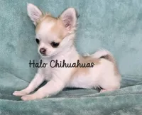 Tiny Biscuit (pet only), a male Chihuahua for sale in Carthage, MO – 4 of 5