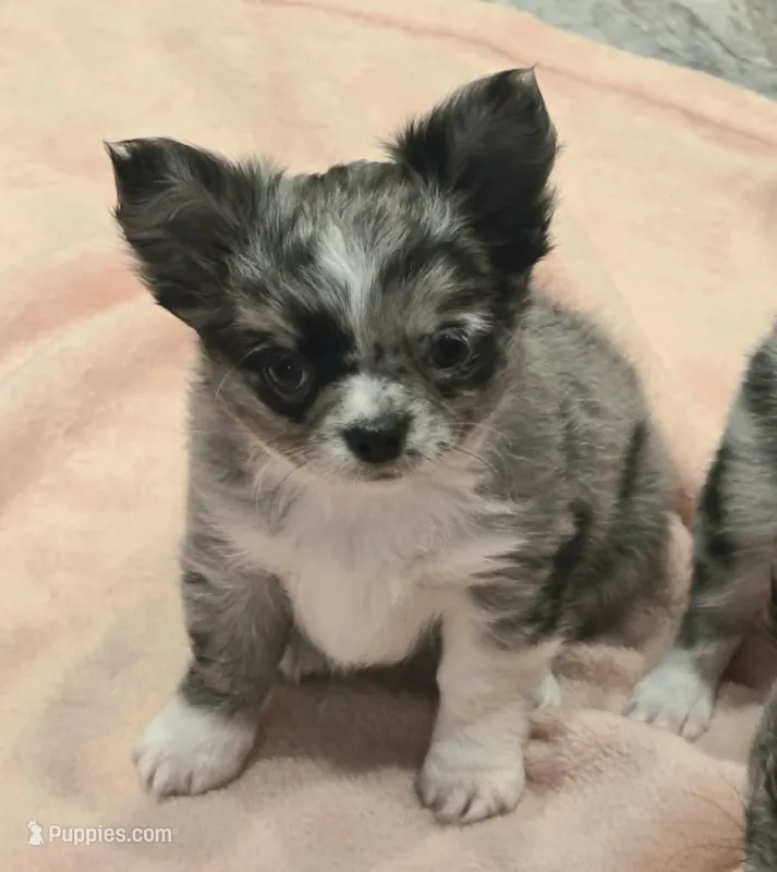 AKC Shayla – Chihuahua puppy for sale in Carthage, MO