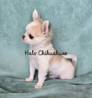 Tiny Biscuit (pet only), a male Chihuahua for sale in Carthage, MO – 3 of 5
