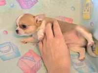 AKC Bowie, pet only, a male Chihuahua for sale in Carthage, MO – 4 of 8